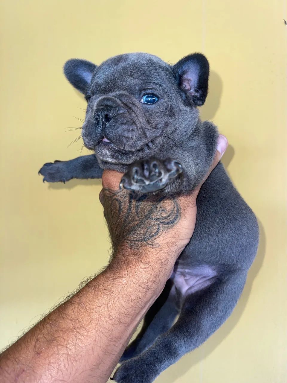 Bulldog francês  - Foto 5