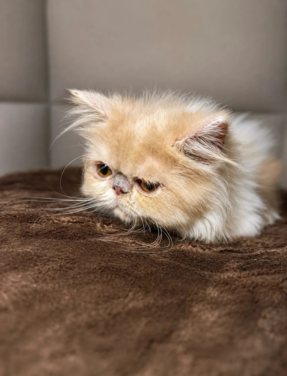 Gato persa  - Foto 3
