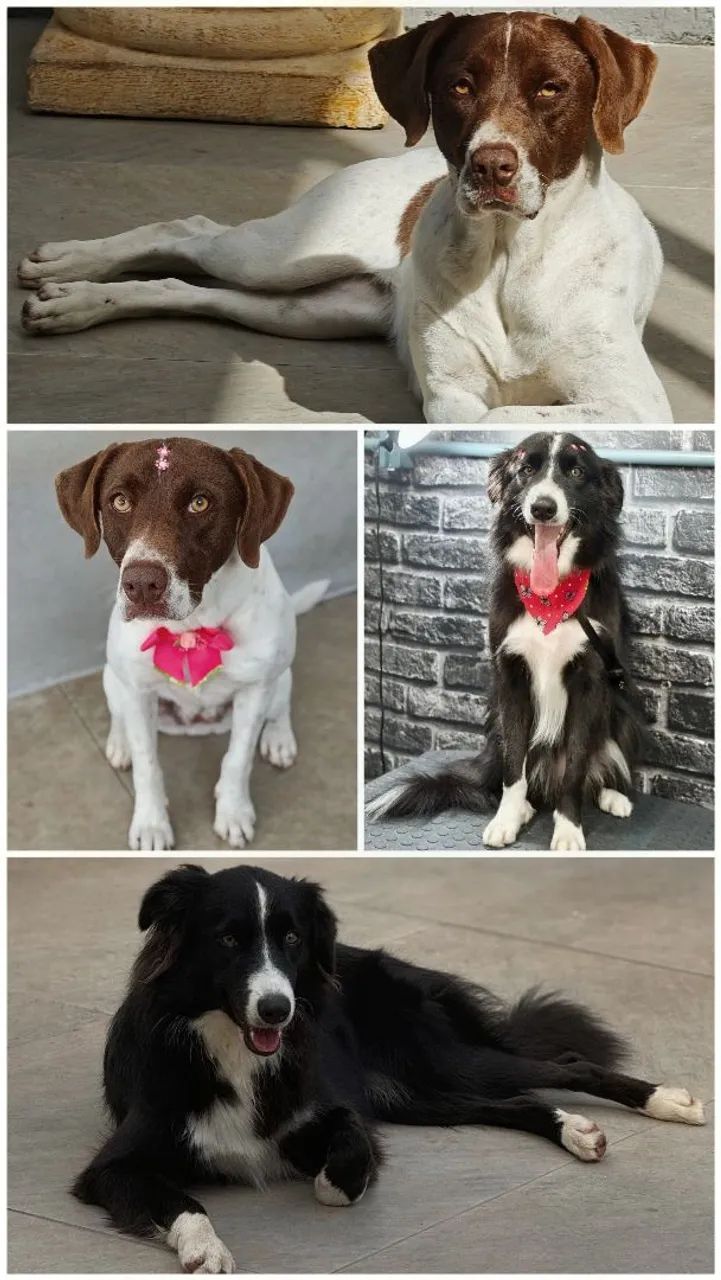 Adoção - Bulma e Layca - Foto 2
