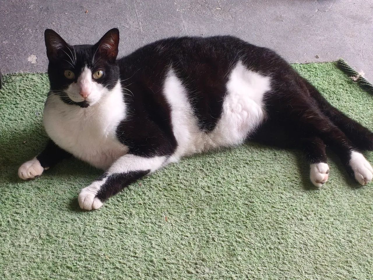 Doação gato  - Foto 3