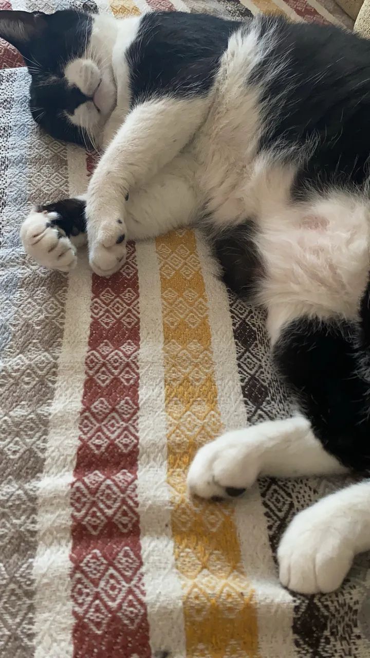 Doação de gatinho  - Foto 5