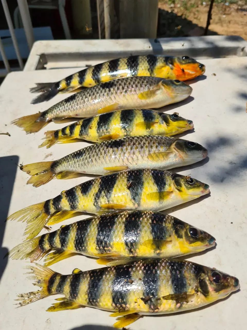 * Atenção Pescadores chacaras 20.000 metros Beira Rio @ - Foto 5