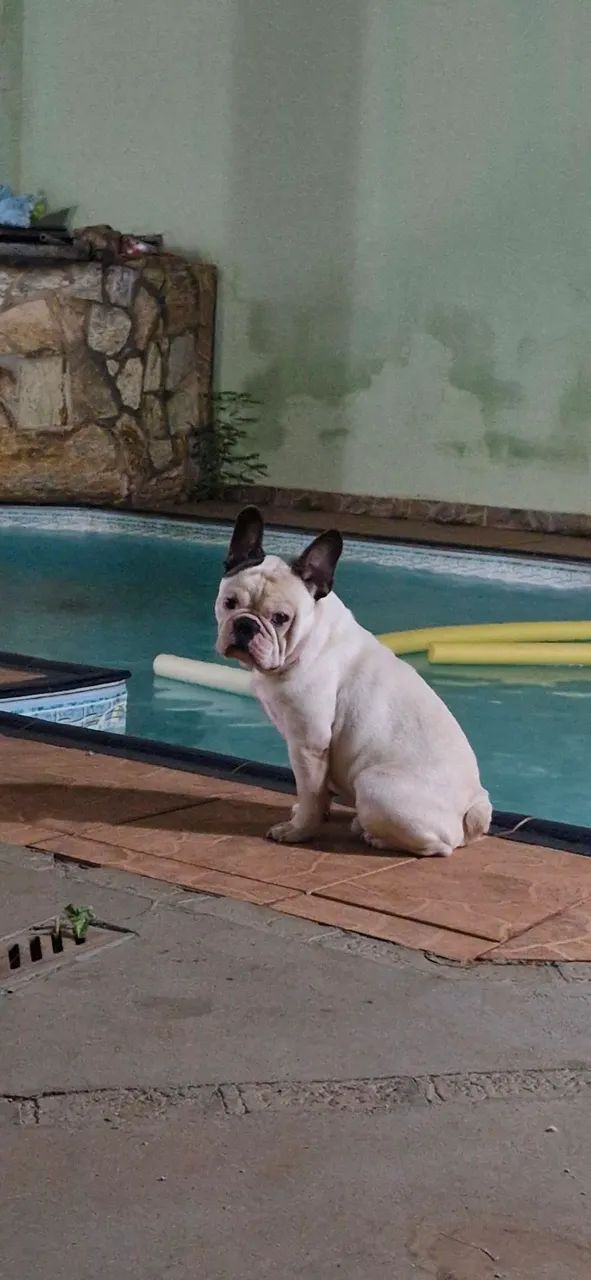 Bulldog Francês para Cobertura - Foto 2
