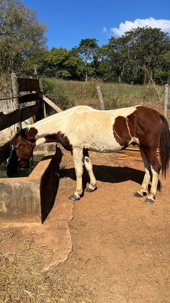 Vendo esse cavalo 
