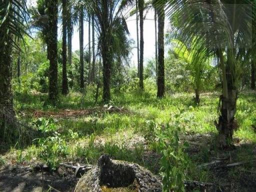 Fazenda para venda em camamu, tapuía - Foto 5