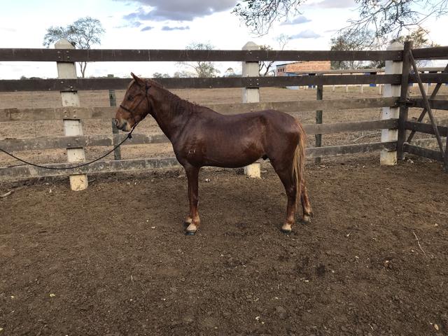 Cavalos Piquira