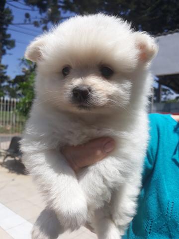 Pug Lhasa ou Spitz Alemão Anão,imperdível - Foto 3