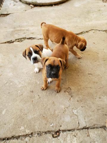Boxer filhote - Foto 3