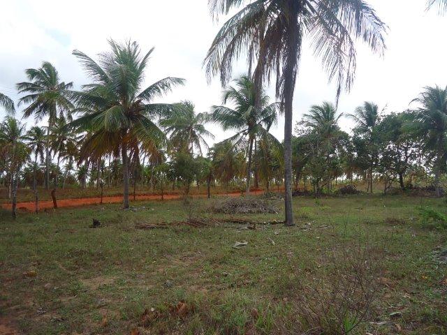 Vendo Granja em Touros-49 hectares-Escritura Publica-1500 pé de Coqueiros-Pau-Caju - Foto 3