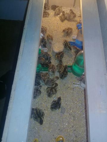 Ovos de codornas - Foto 4