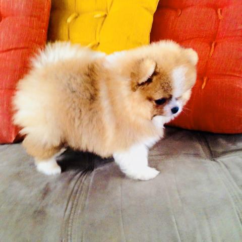 Anões Spitz Alemão / Lulu da Pomerânia