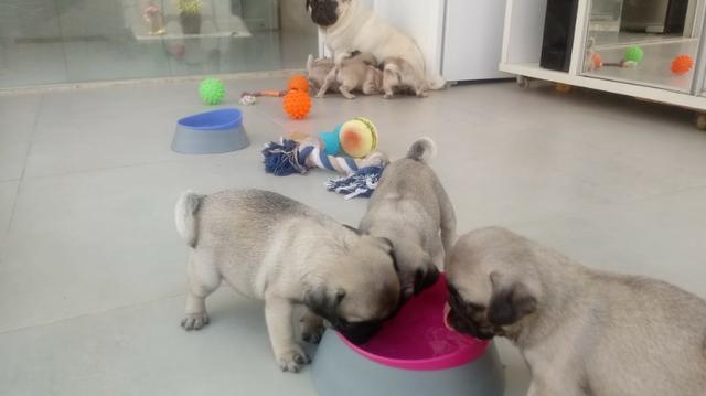 Filhotes Pug 60 dias de vida completados em 21.01.2020 . R$ 1.000,00 A Vista - Foto 4