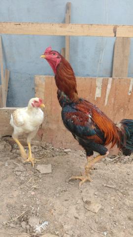 Galo índio gigante - Foto 2