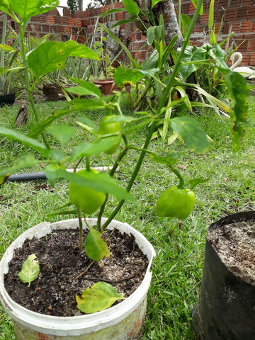 Vendo mudas de pimentas já produzindo - Foto 3