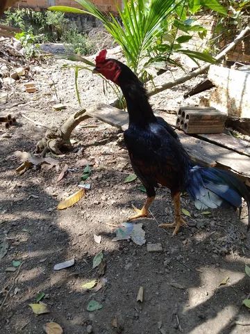 2 Galos - Foto 5