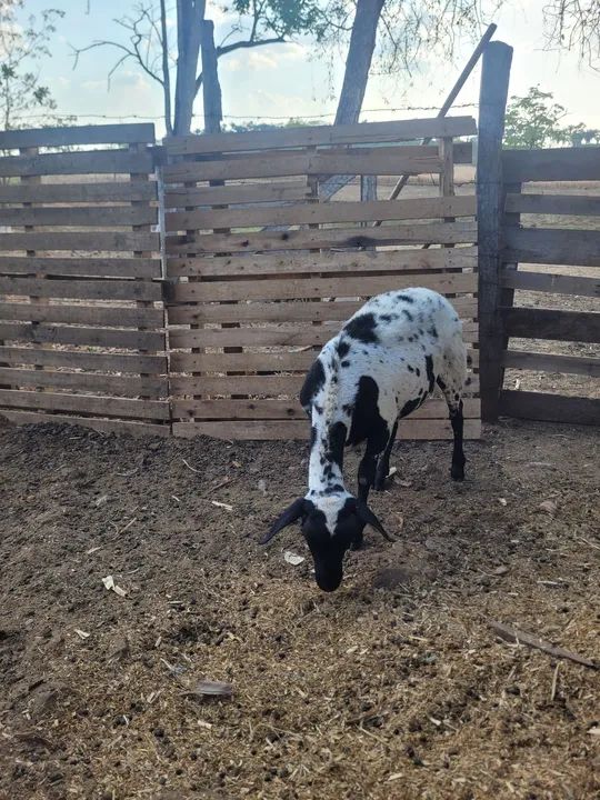 Ovelhas ? ? ? ? ? dorper  - Foto 5