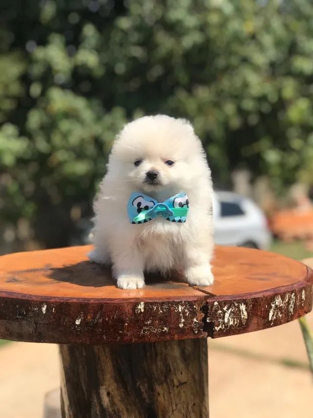 Spitz Alemão Anão- Machinho branquinho, 55 dias com suporte 24 horas pós venda