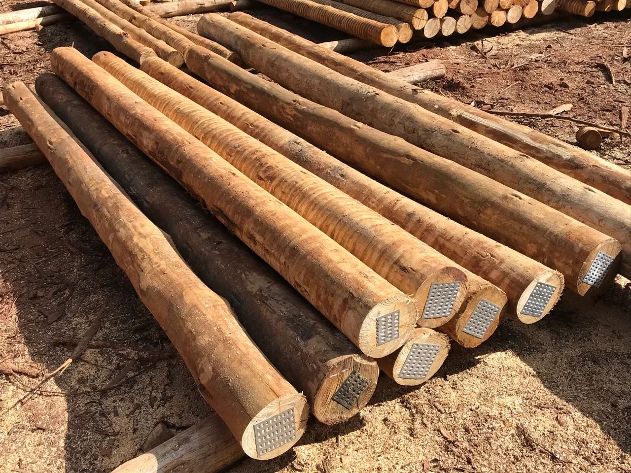 Eucalipto tratado cloeziana - Foto 6