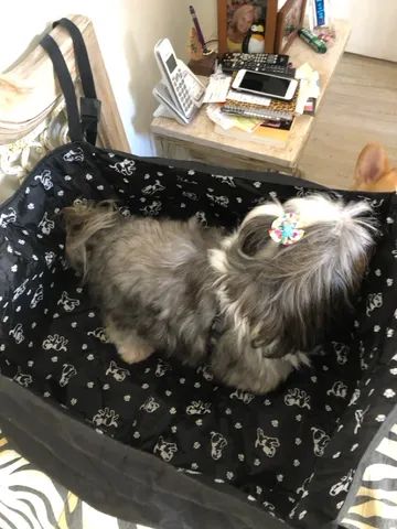 Cadeirinha automotiva para pets - Foto 3