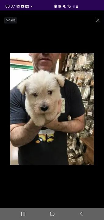 Filhote scottish terrier macho com pedigree, 48 dias. Faço em ate 18x no cartao - Foto 2