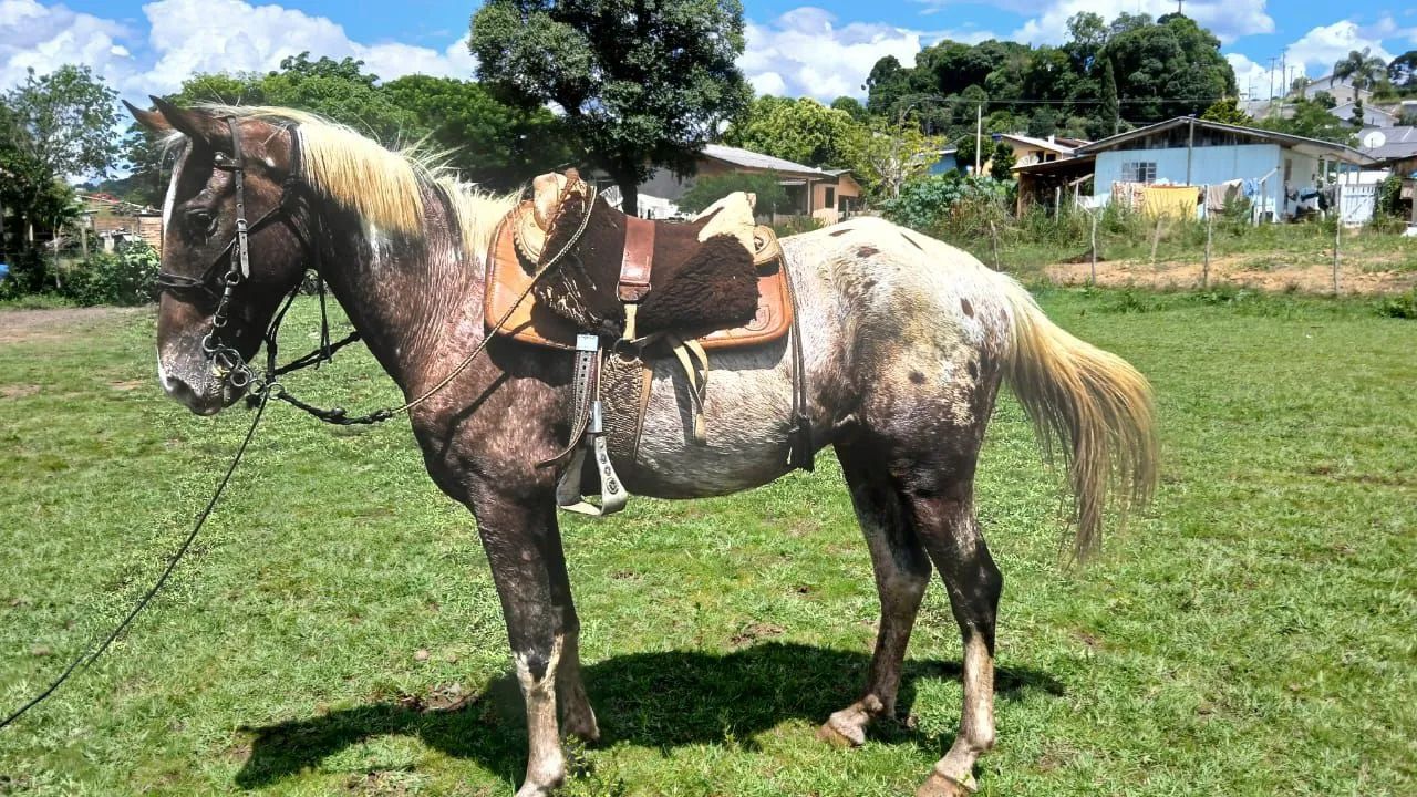 Cavalo apalossa 7 anos  - Foto 3