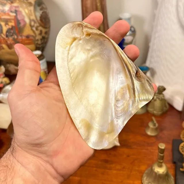 Conjunto com 07 conchas em madrepérola para caviar. - Foto 6