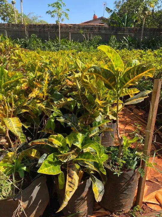 Mudas de croton  - Foto 3