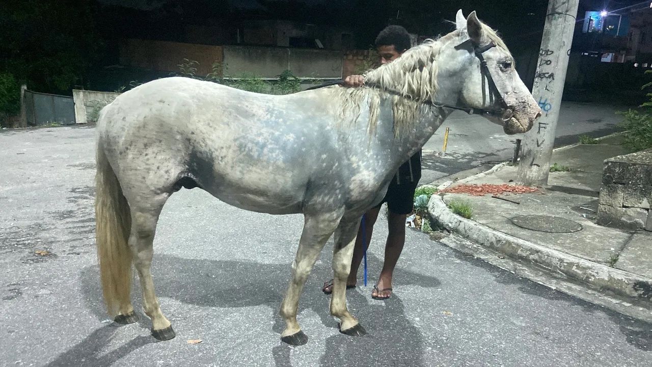 Cavalo branco para venda - Foto 4