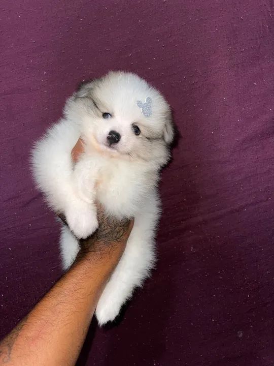 Spitz alemão anão com pedigree  - Foto 3