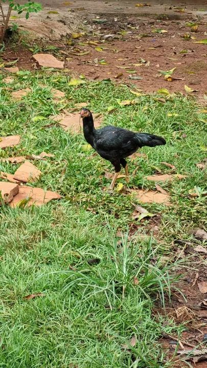 Galinha Embrapa 51, Frangos Caipira e Galinha Nagazaki - Foto 3