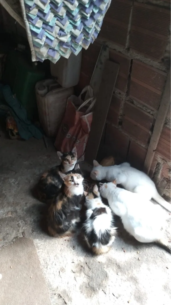 Gatinhos para adoção