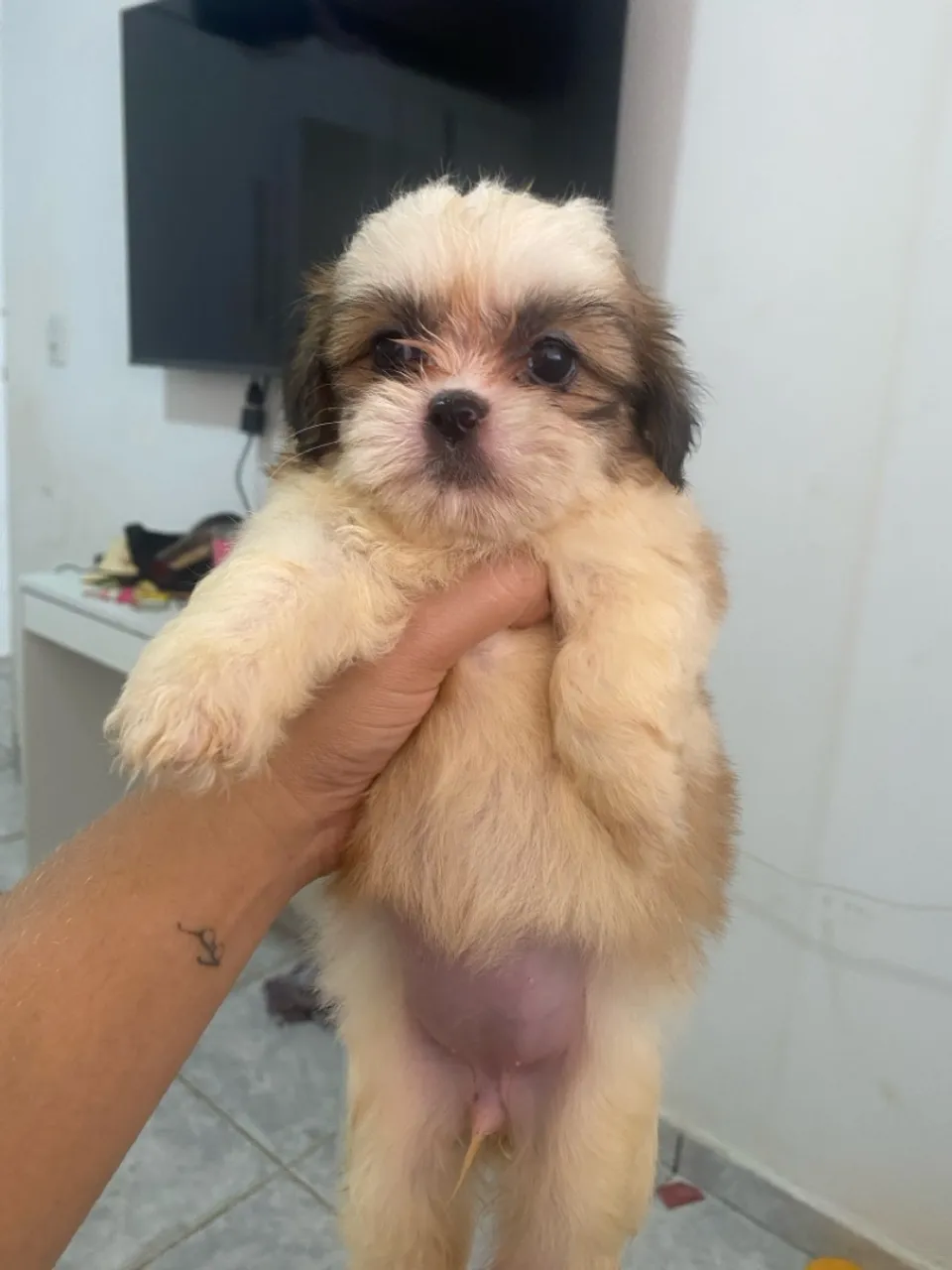 Filhote Shih Tzu