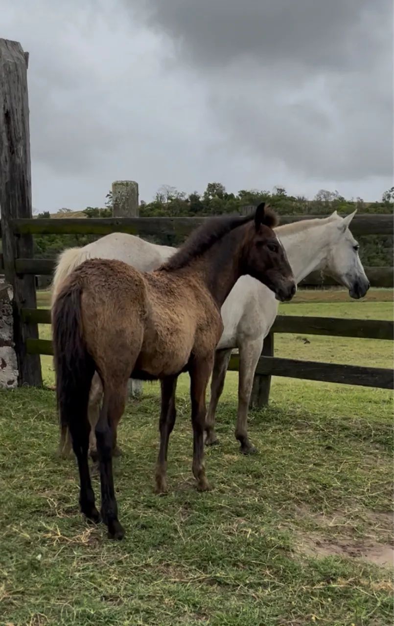 ÉGUA + POTRO + PRENHEZ netos do Ulisses Meaípe Oportunidade!!!