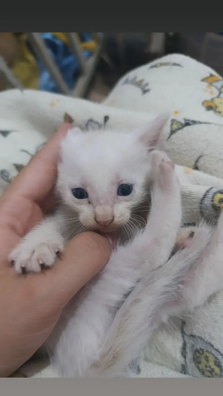 Gatinho filhote branco para adoção