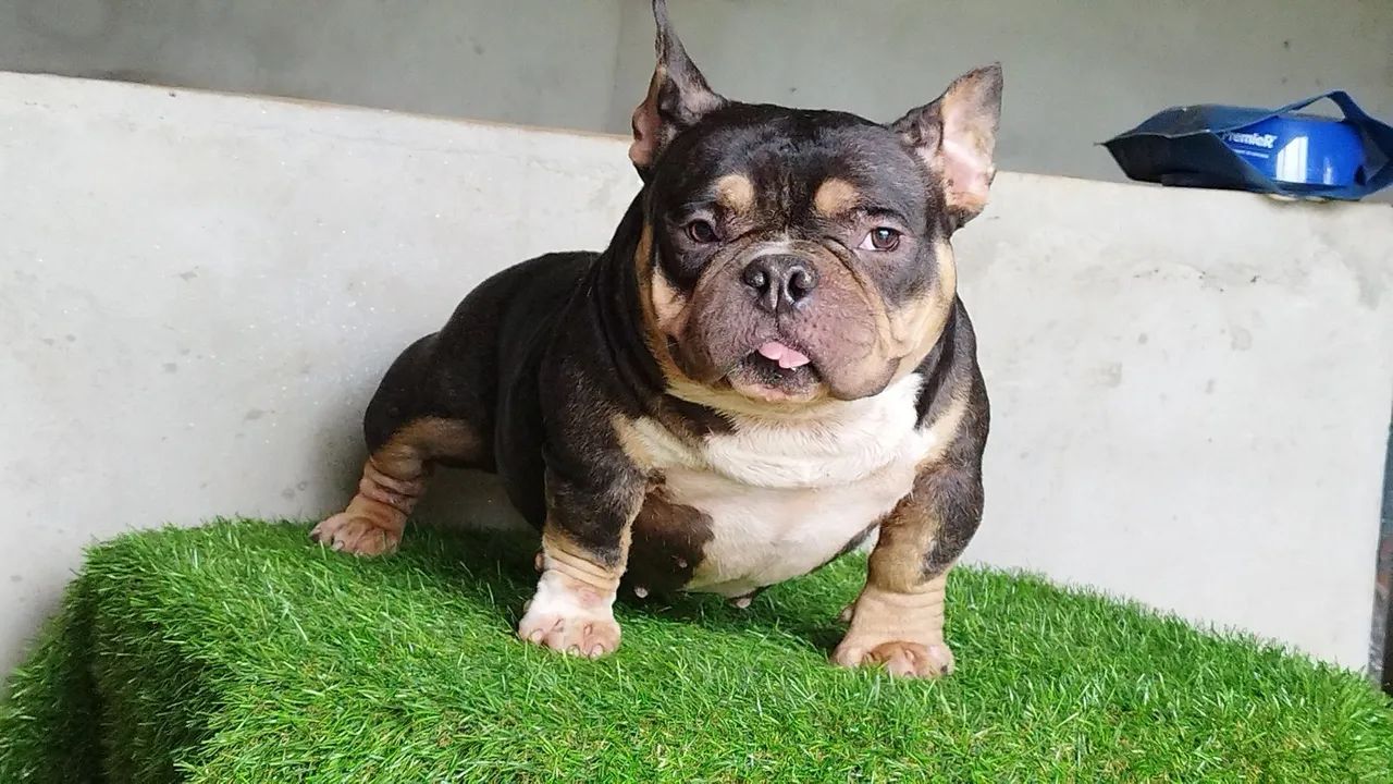 American Bully nano fêmea Urgente 