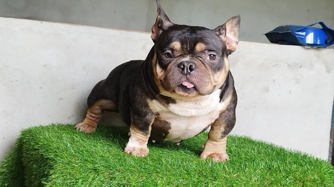 American Bully nano fêmea 