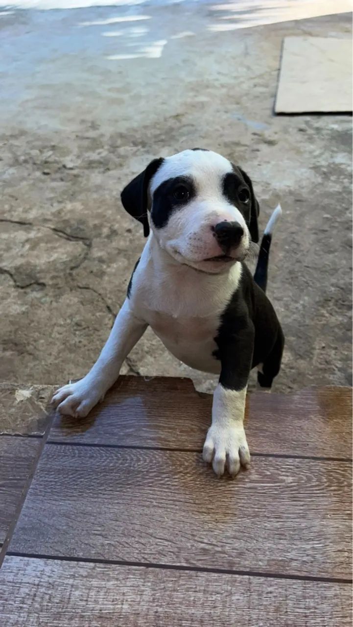 Pitbull Pitt bull  - Foto 3