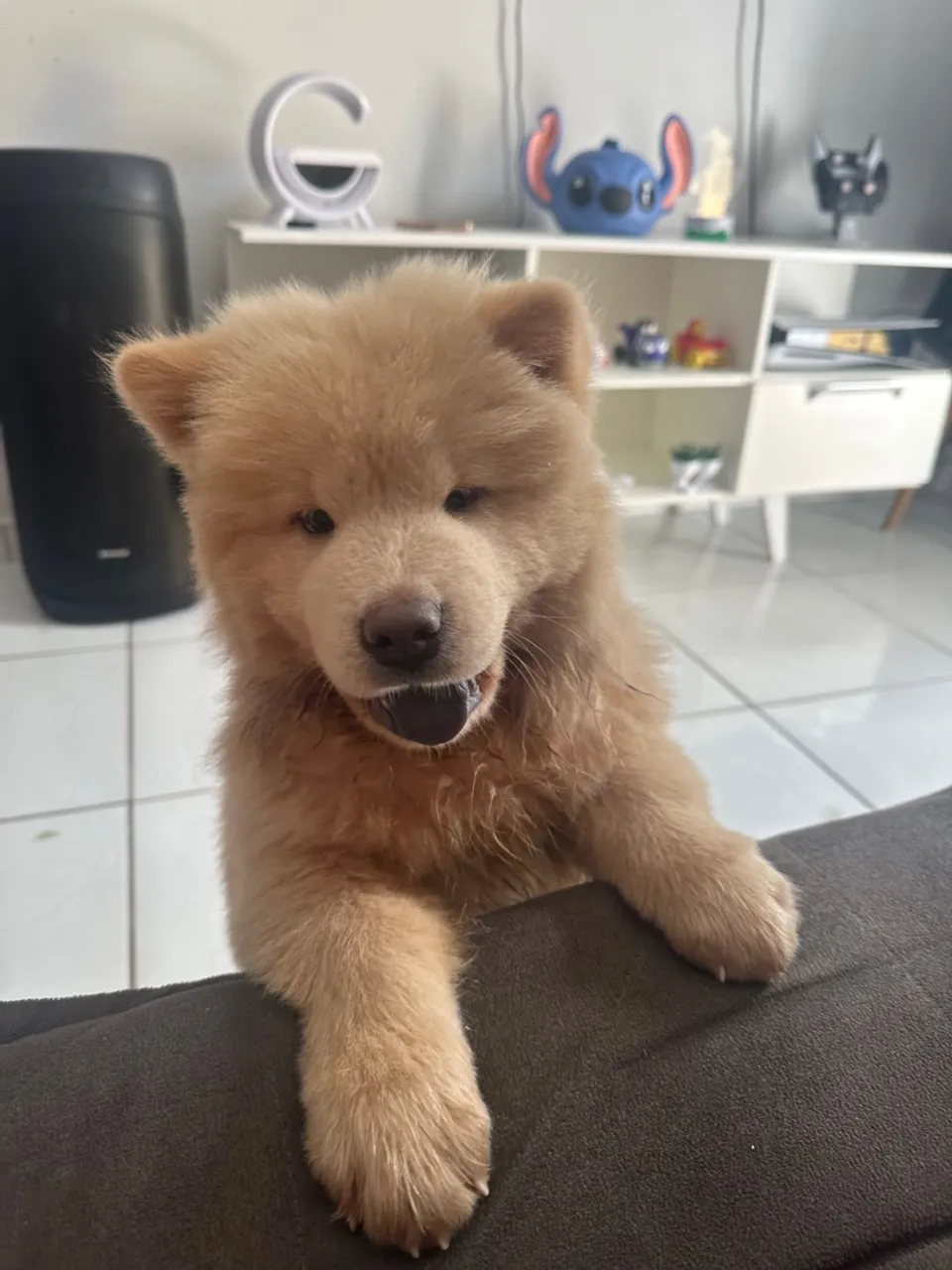 Filhote Chow-Chow fêmea 