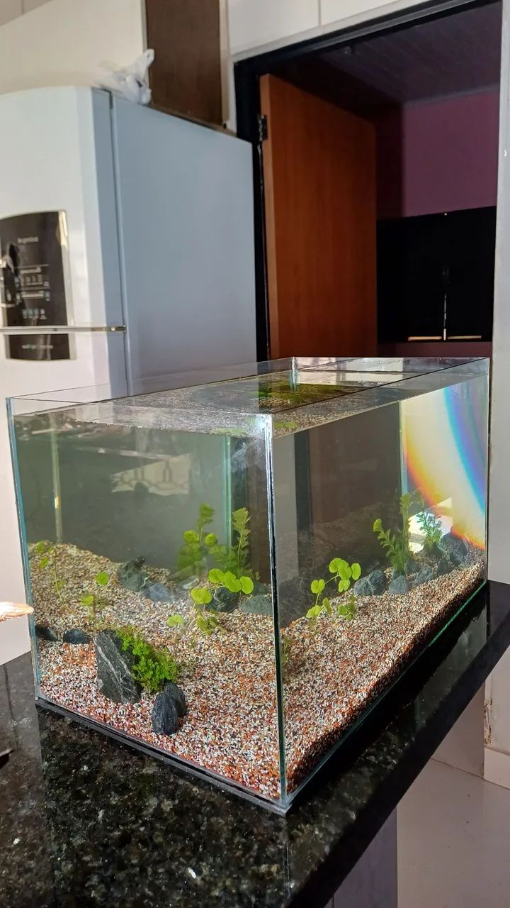 Aquário com plantas e já com substrato fértil 
