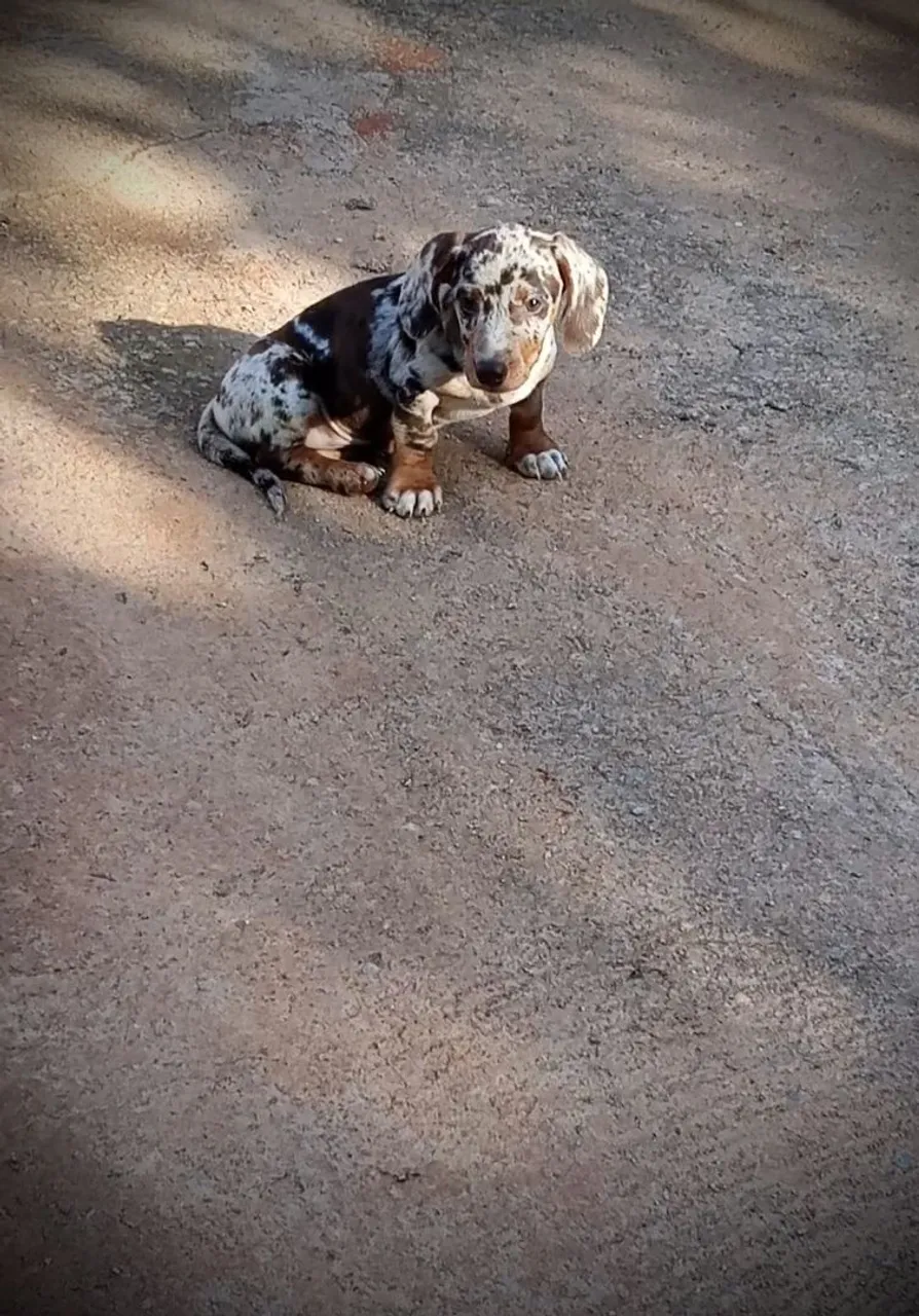 Filhote de Bassê, Cofap, Teckel, Dachshund