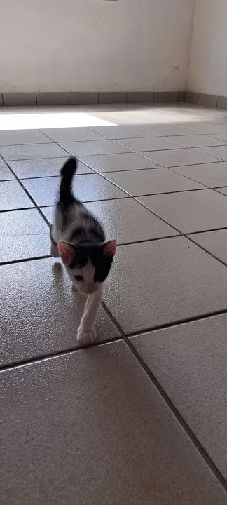 Gatinho disponível para adoção responsável - Foto 5