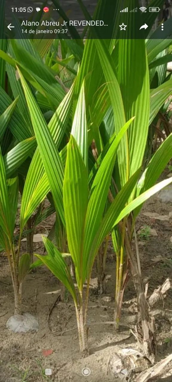 Coco anão e outras frutíferas enxertadas. Plantas ormamentais