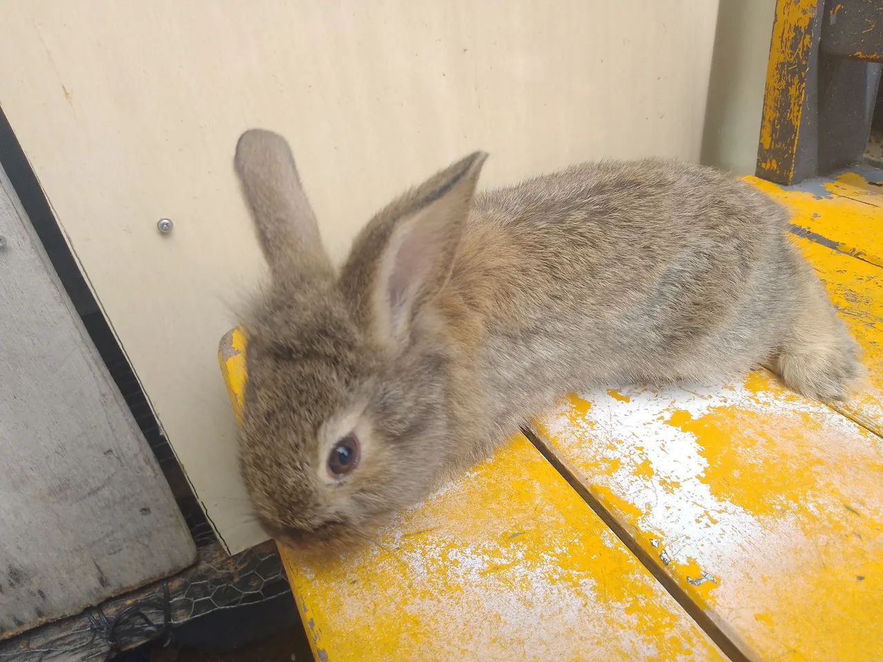 Coelhinho branco com manchas marrons - fofinho e dócil - Foto 5