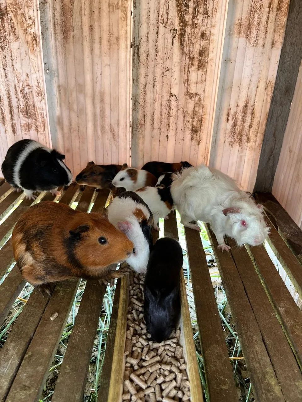 Filhote de porquinho da índia 