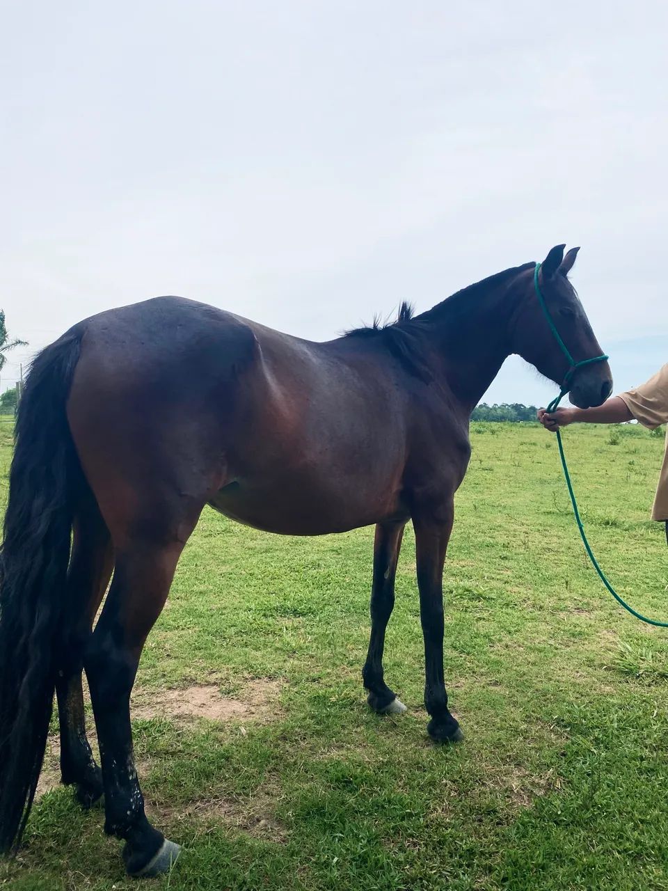 Égua mangalarga  - Foto 2