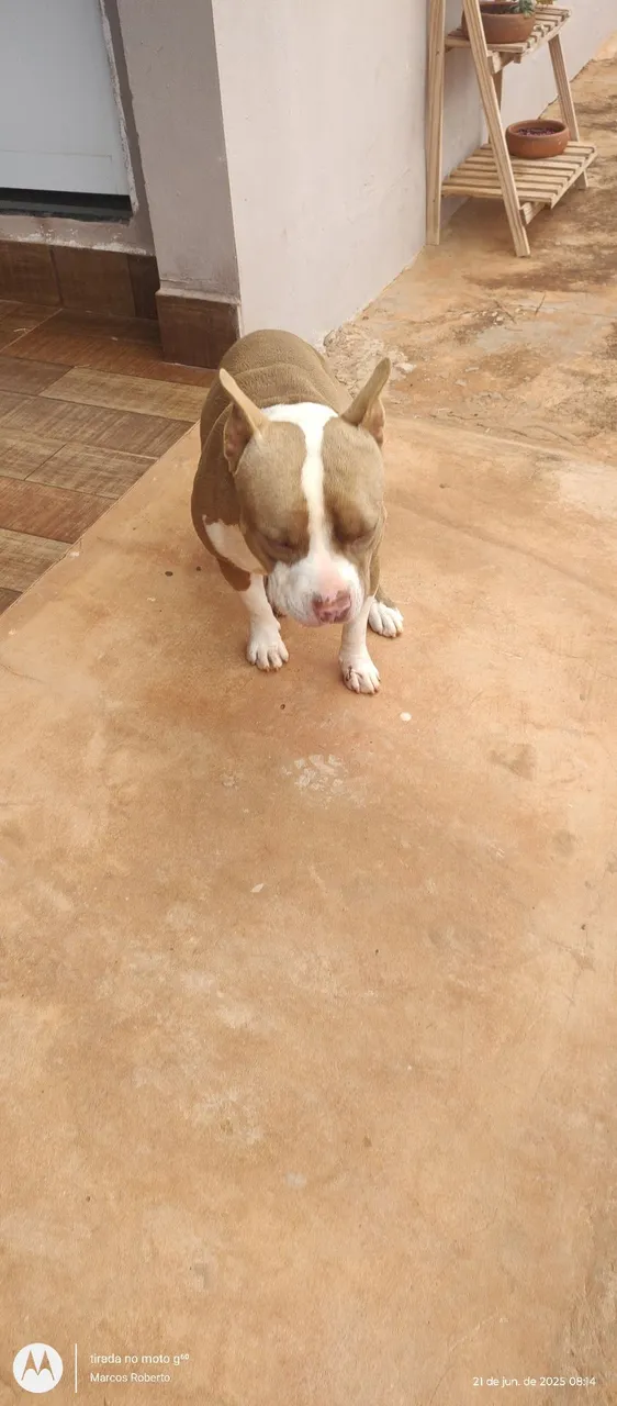 Pitbull