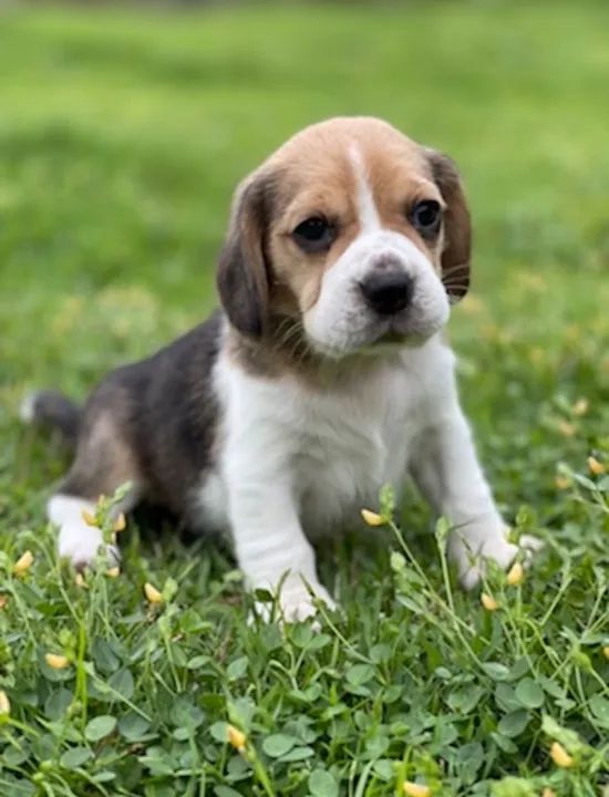 Patinhas fofas - Foto 2