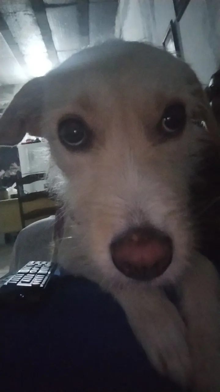 Cachorra para adoção responsável 