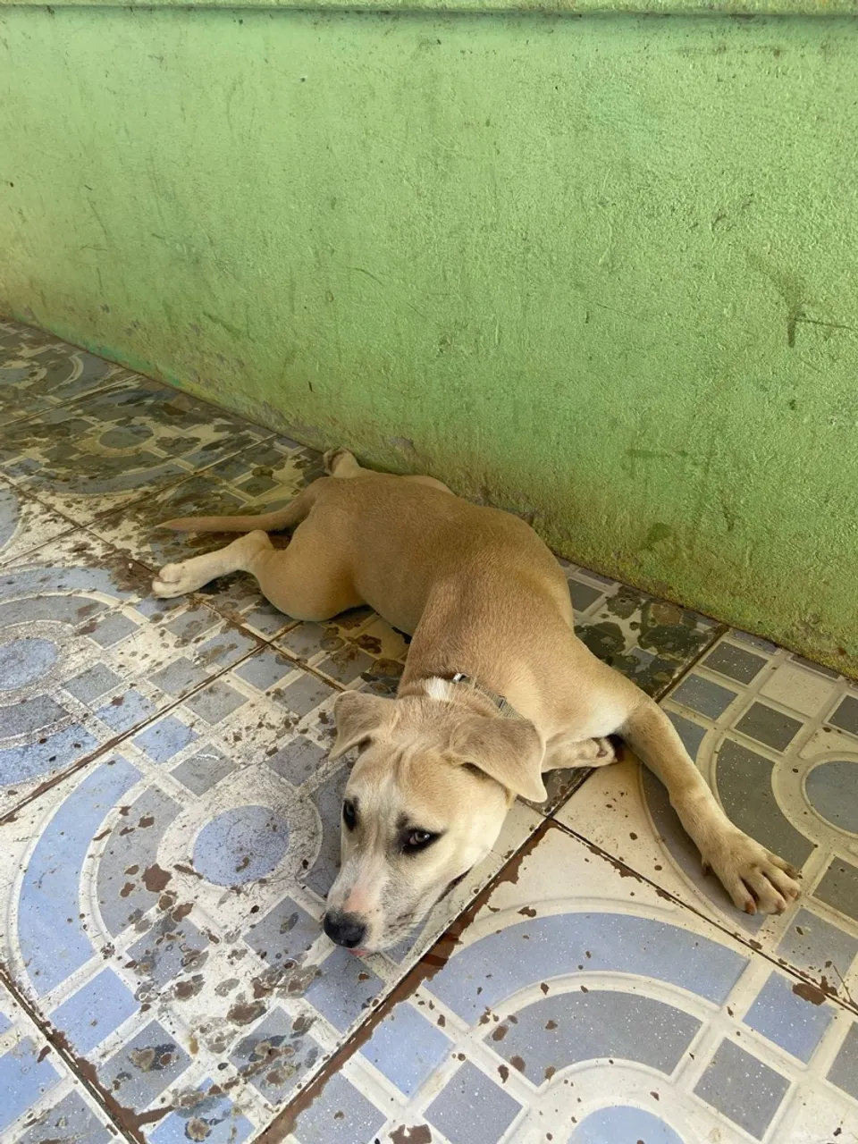 Cachorro adorável para adoção super dócil 