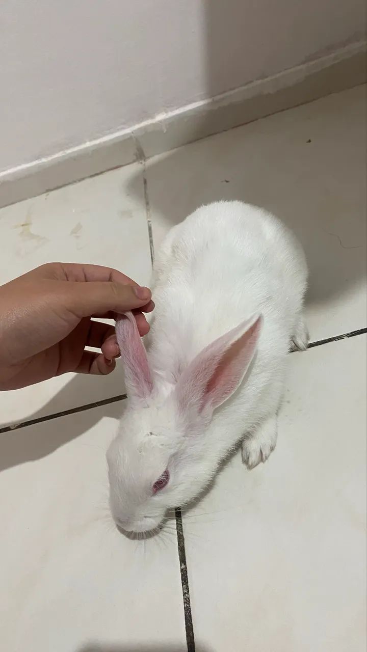 Doação de coelho  - Foto 4